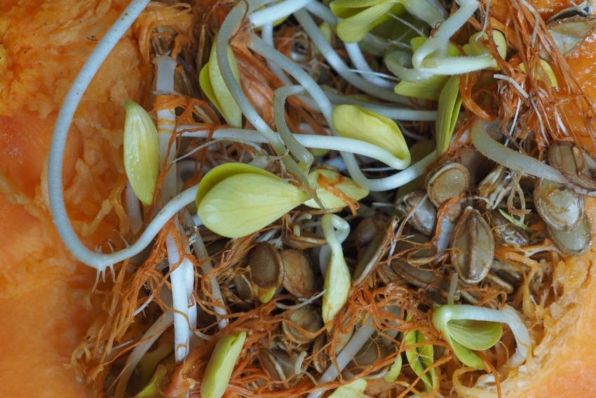 Pumpkin Seeds geminating